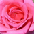 Rose - Rosiers floribunda - Chic Parisien